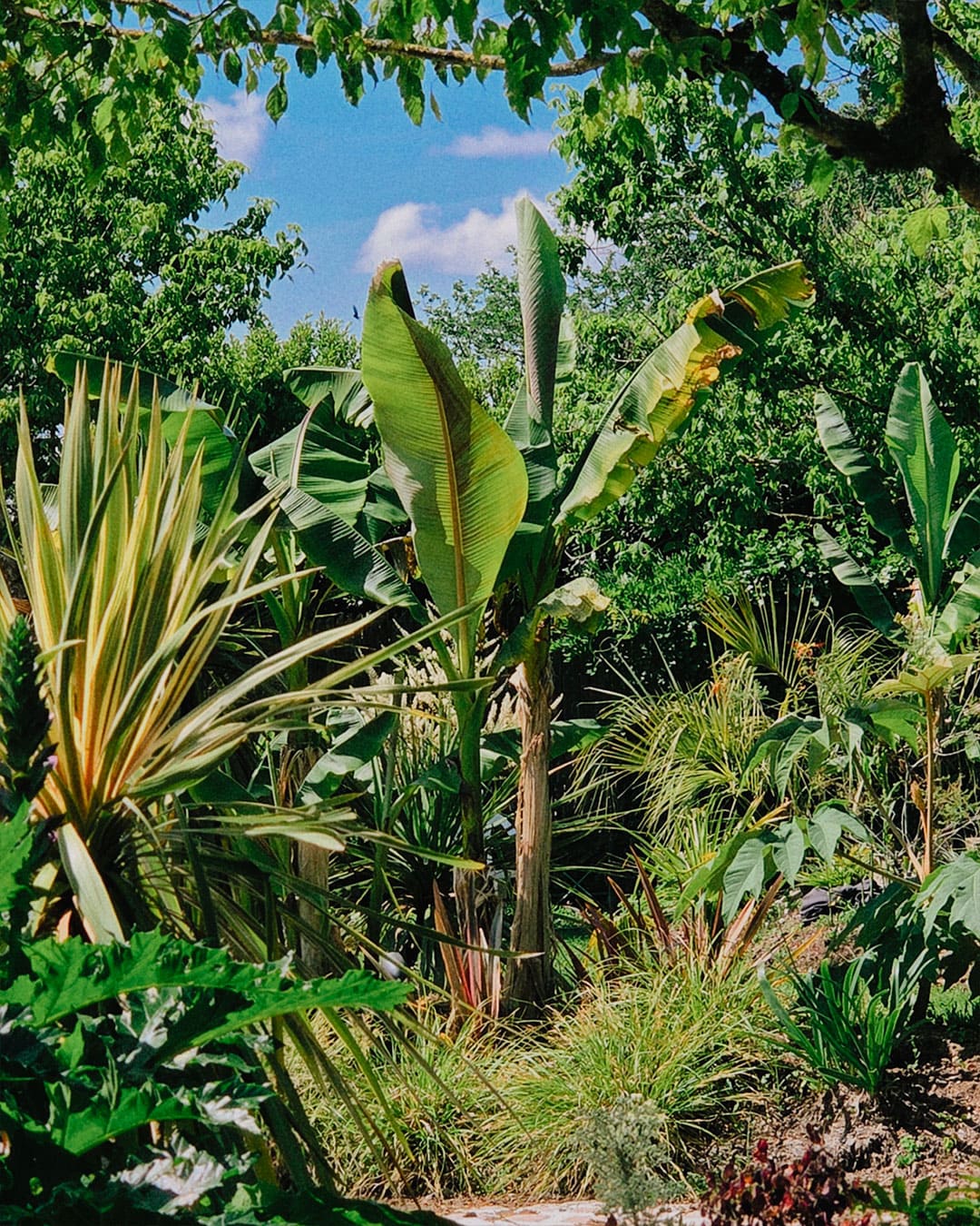 La Jungle d’Azur La Jungle d’Azur